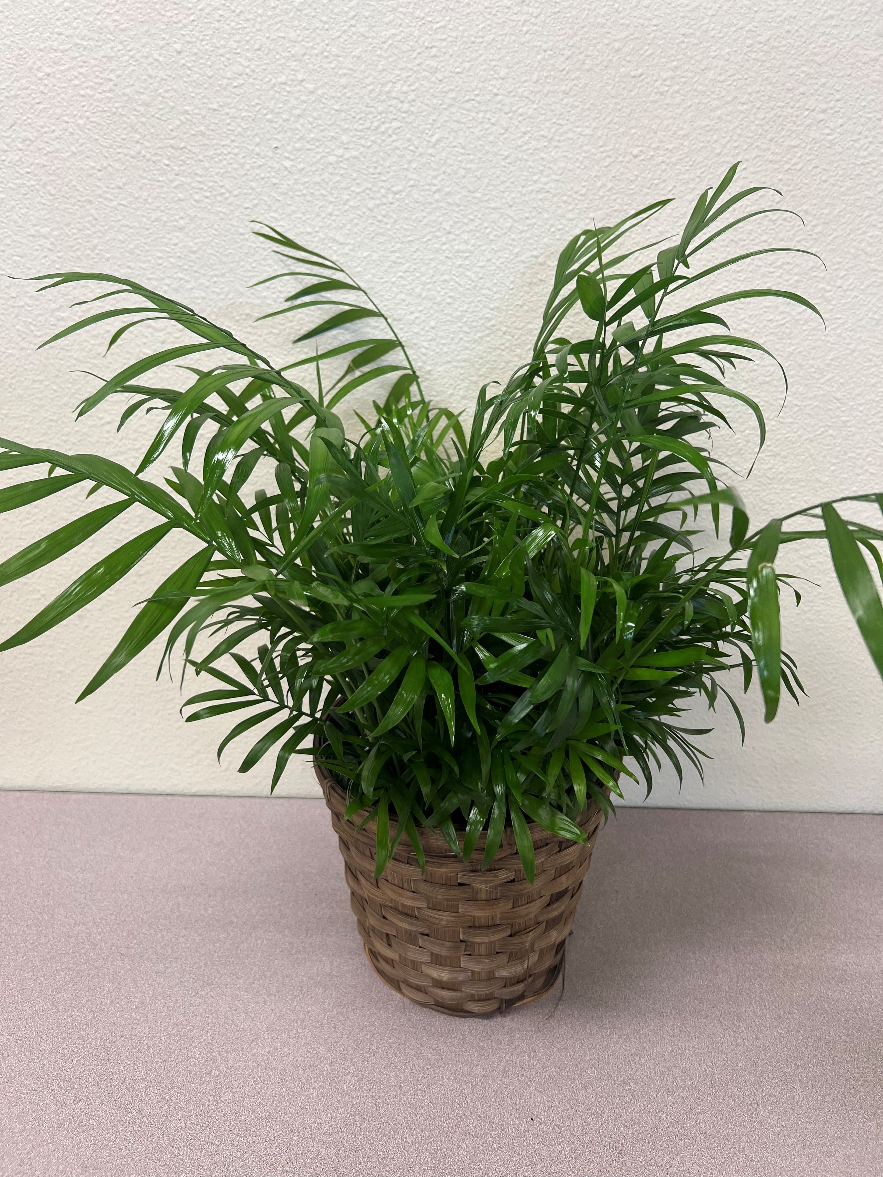 Potted green palm plant in a woven basket