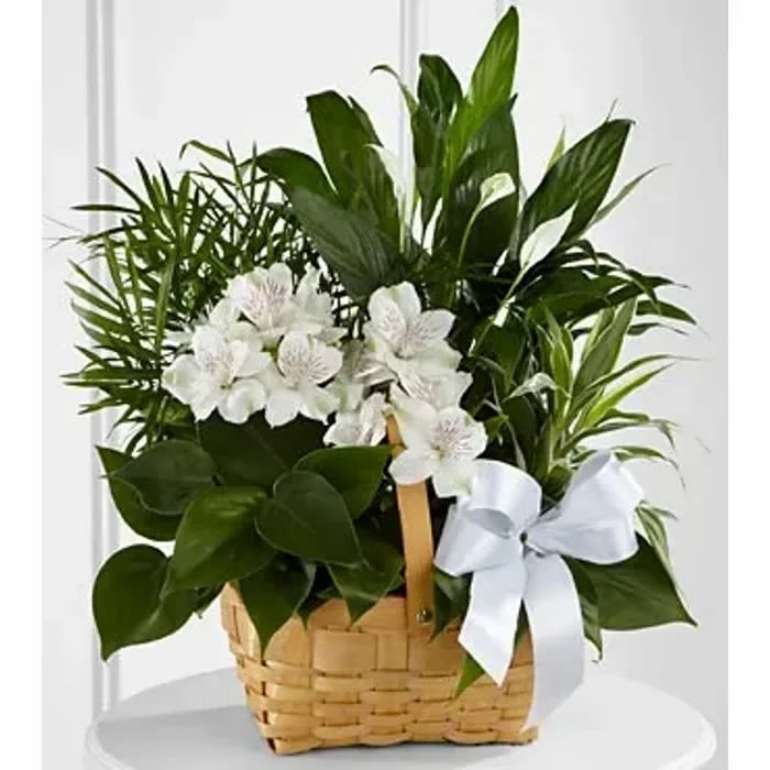 Serenity and peace - Mix dishgarden