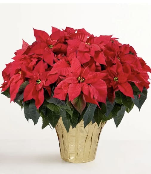 Merry &amp; Bright Poinsettia - Brighten any space with the timeless beauty of a Holiday Radiance Poinsettia. Delivered fresh and vibrant, this classic holiday plant features lush green foliage and bold crimson bracts that instantly bring warmth to any space. Whether you're sending a seasonal surprise or decorating your own home, this poinsettia is a joyful symbol of the season and a perfect way to share holiday cheer.  Poinsettias will be delivered with a Christmas Bow for a finishing touch!