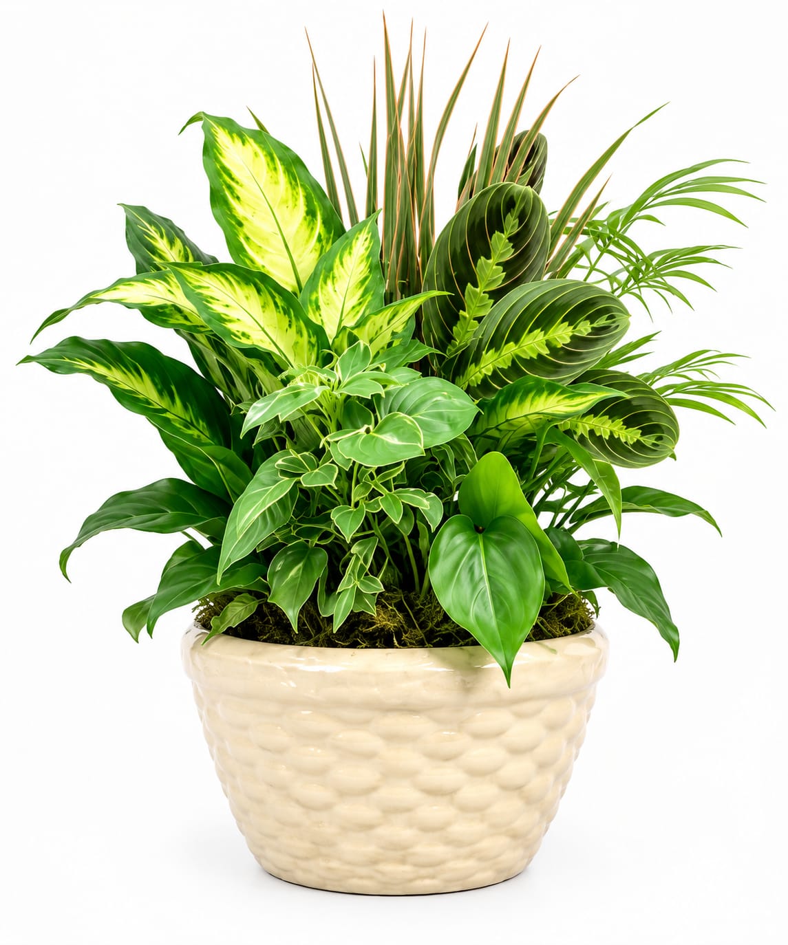 Tropical Harmony Planter - Bring a touch of the tropics indoors with our Tropical Harmony Planter. This handcrafted arrangement features a beautiful blend of lush green foliage, variegated tropical plants, and striking textures, all thoughtfully designed in a timeless ceramic planter. Perfect for brightening homes, offices, or gifting for birthdays, housewarmings, sympathy, or any special occasion.  Each planter is hand-crafted, making every arrangement one of a kind. Plant varieties may vary slightly based on seasonal availability while maintaining the same full, elegant look.  Features:  Premium mixed tropical plants Decorative ceramic planter included Handcrafted by Braly Blooms Easy-care indoor arrangement