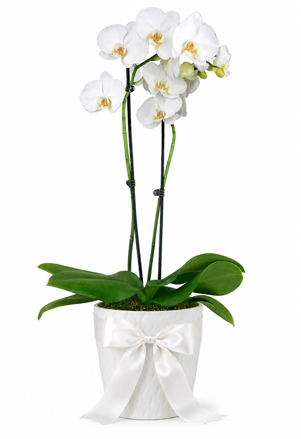 Pure Elegance White Orchid - Bring timeless elegance into any space with our Pure Elegance White Orchid. This luxurious arrangement features premium white Phalaenopsis orchids gracefully displayed in a sophisticated ceramic planter, finished with a beautiful satin ribbon for an elevated touch. Known for their long-lasting blooms and effortless beauty, these orchids make the perfect gift for birthdays, anniversaries, sympathy, housewarmings, corporate gifting, or simply to brighten someone's day.  Each orchid is carefully selected and designed by Braly Blooms to create a stunning, modern statement that complements any home or office décor.  Features: Premium white Phalaenopsis orchid plant Elegant ceramic planter with satin ribbon Long-lasting blooms with proper care Perfect for gifting or home décor Hand-designed by Braly Blooms A timeless expression of beauty, grace, and sophistication.