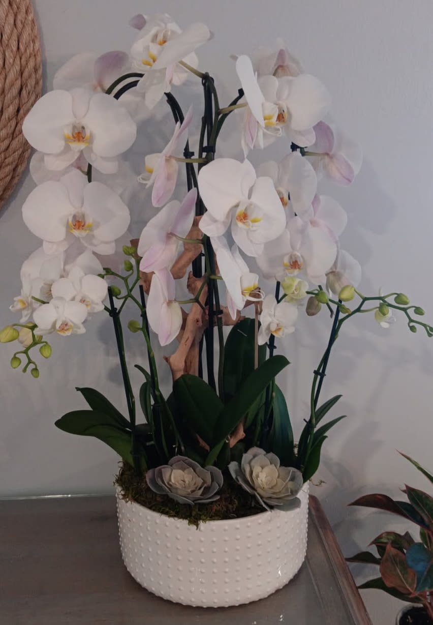 VD 008 - Orchid Arrangement. Each bloom, carefully selected, offers a mesmerizing display of nature's artistry.