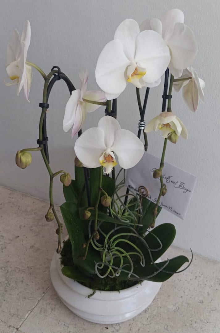 VD 055 - Orchid Arrangement. Each bloom, carefully selected, offers a mesmerizing display of nature's artistry.