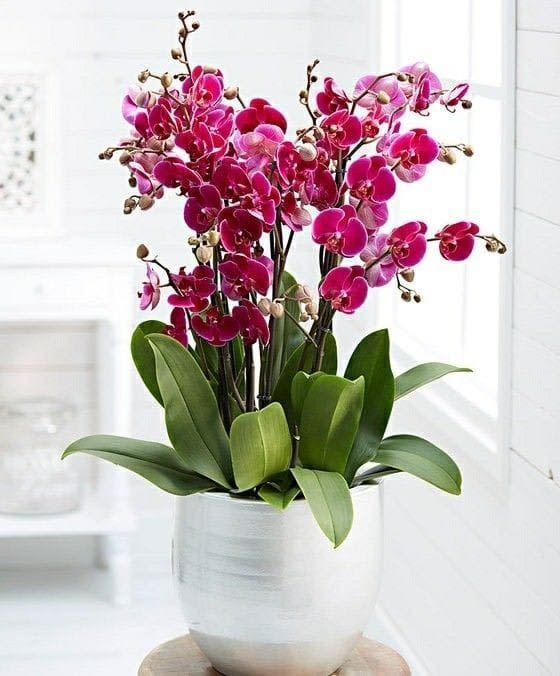 VD11 - Indulge in the vibrant allure of our large-sized Phalaenopsis orchid arrangement, bursting with intense colors that captivate the senses. Each bloom, carefully selected and showcased in a ceramic vase, offers a mesmerizing display of nature's artistry. With hues ranging from deep reddish tones to vibrant fuchsia, this arrangement exudes an irresistible charm that will transform any space into a botanical paradise. 