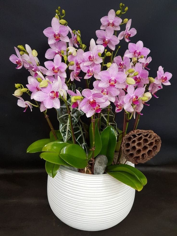 VD12 - Immerse your Florida home in the captivating beauty of our large-sized Phalaenopsis orchid arrangement. Vibrant pink blooms adorned with delicate stripes dance gracefully in a striped white ceramic vase, exuding an air of sophisticated elegance. Enhanced with organic ornaments, this stunning masterpiece brings a touch of nature's artistry to your Miami sanctuary. 