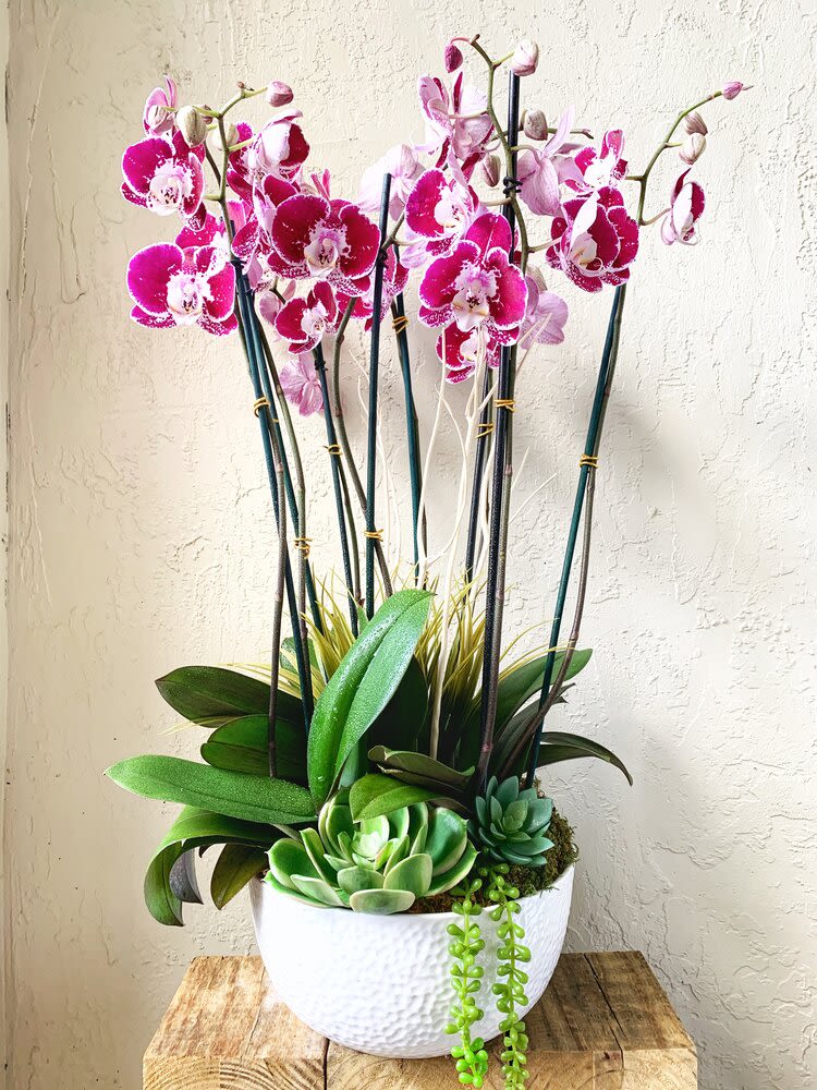 M27 - Embrace the captivating allure of our gorgeous burgundy phalaenopsis arrangement, elegantly presented in a white ceramic vase. This large arrangement is designed to elevate the ambiance of any home or office environment with high ceilings. With proper care, these orchids can bloom for 1-3 months, creating a magnetizing effect that demands attention and adds a touch of luxury to your Florida oasis.