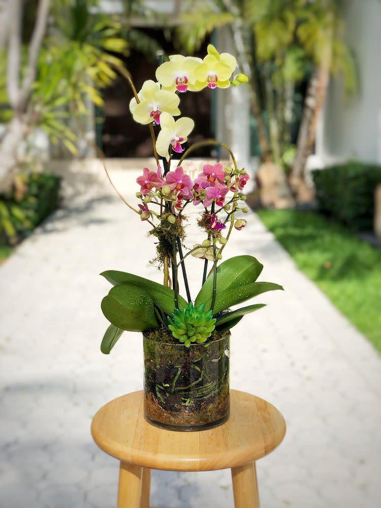 D8 - Elevate your Miami home with the delightful mix of mini orchids and Phalaenopsis orchids in a stunning cylindrical clear vase. These captivating blooms can grace your space for 1-3 months with proper care. The arrangement stands at an overall height of 25", with the vase itself measuring 8".