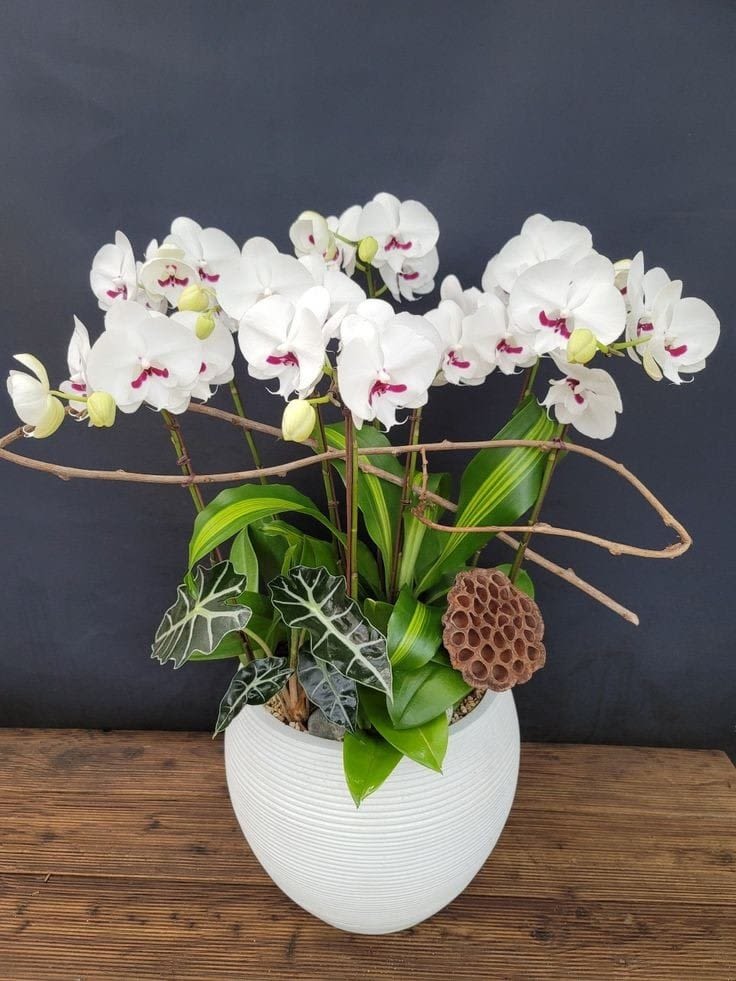 VD13 - Elevate your Miami home with the ethereal beauty of our large white Phalaenopsis orchid arrangement. Nestled in a sleek ceramic vase, this captivating masterpiece features delicate touches of curly willows, live plants, and organic ornaments. Immerse yourself in the stunning allure of nature's artistry, bringing an elegant and organic ambiance to your Florida sanctuary