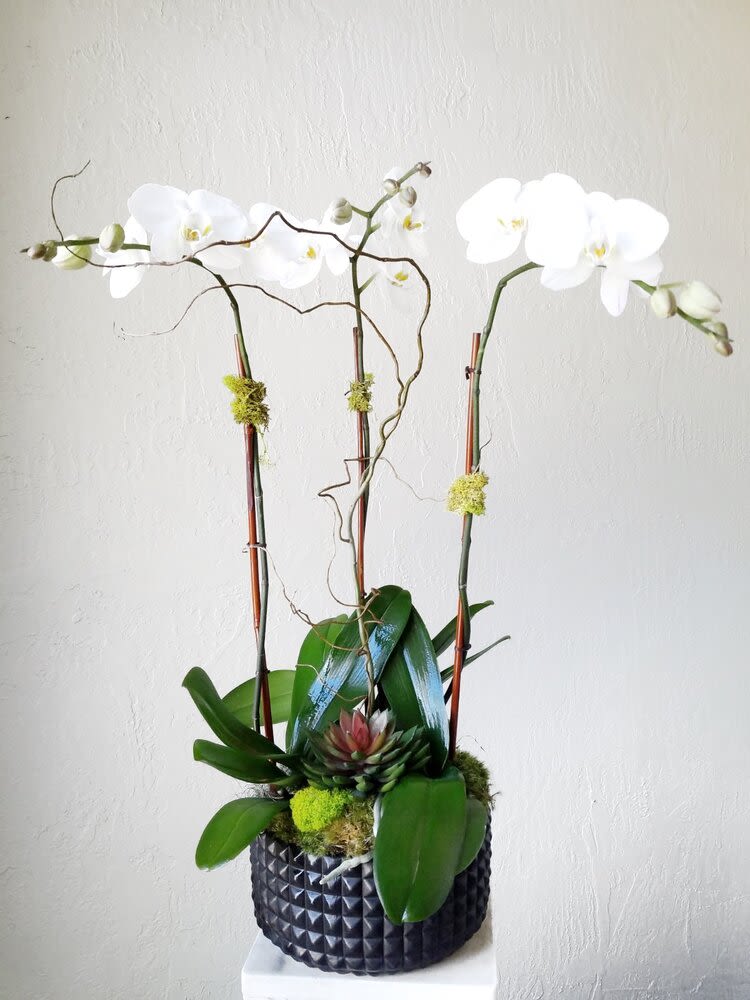 M16 - Elevate your Miami home with the breathtaking beauty of our medium-sized Phalaenopsis orchid arrangement. Presented in a modern ceramic vase, available in black or white, it features two large orchid plants. The sleek and modern design is enhanced by stunning raw organic ornaments at the base, creating a truly remarkable centerpiece.