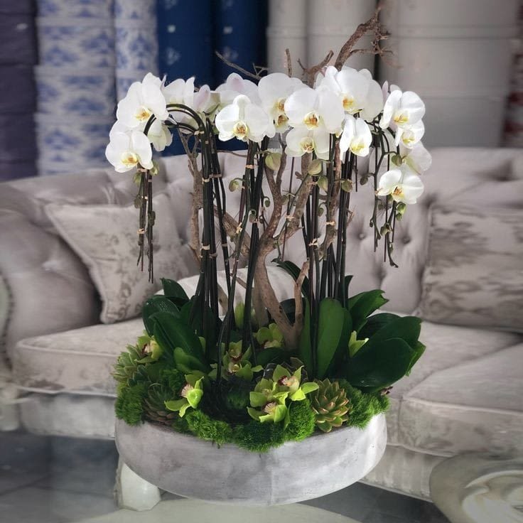 MD01 - Experience pure elegance with our exquisite large all-white Phalaenopsis orchid arrangement. Enhanced by the vibrant presence of live Cymbidium orchids and a bed of lush green moss at the base, this captivating masterpiece exudes timeless beauty. Held together by a stunning large ceramic vase, it creates an enchanting focal point, radiating sophistication and grace. Let this breathtaking arrangement transform any space into a sanctuary of natural splendor.