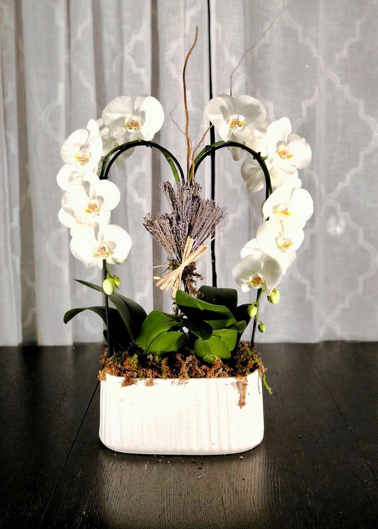 M25 - Indulge in the captivating beauty of our gorgeous bent-effect white orchid arrangement, showcased in an elegant white ceramic vase. These exquisite orchids can grace your space for 1-3 months with proper care. Choose from a stunning array of colors including white, pink, yellow, and purple during the checkout process. Please note that orchid shape may vary based on availability.