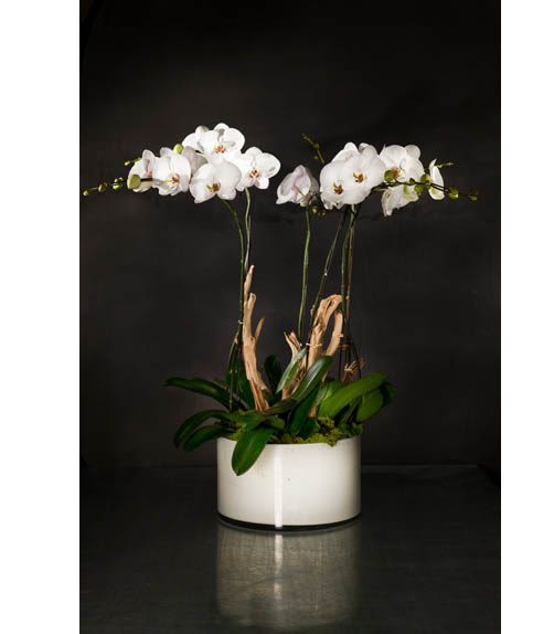 C30 - Indulge in the lavish and sophisticated style of our white orchid arrangement, a true embodiment of luxury. With its simple yet elegant design, this stunning piece will effortlessly elevate the ambiance of any room in your Florida home. Complete with California manzanita branches, presented in a white-glass vase.