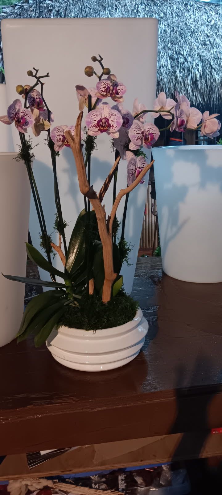 VD 72 - Orchid Arrangement. Each bloom, carefully selected, offers a mesmerizing display of nature's artistry.