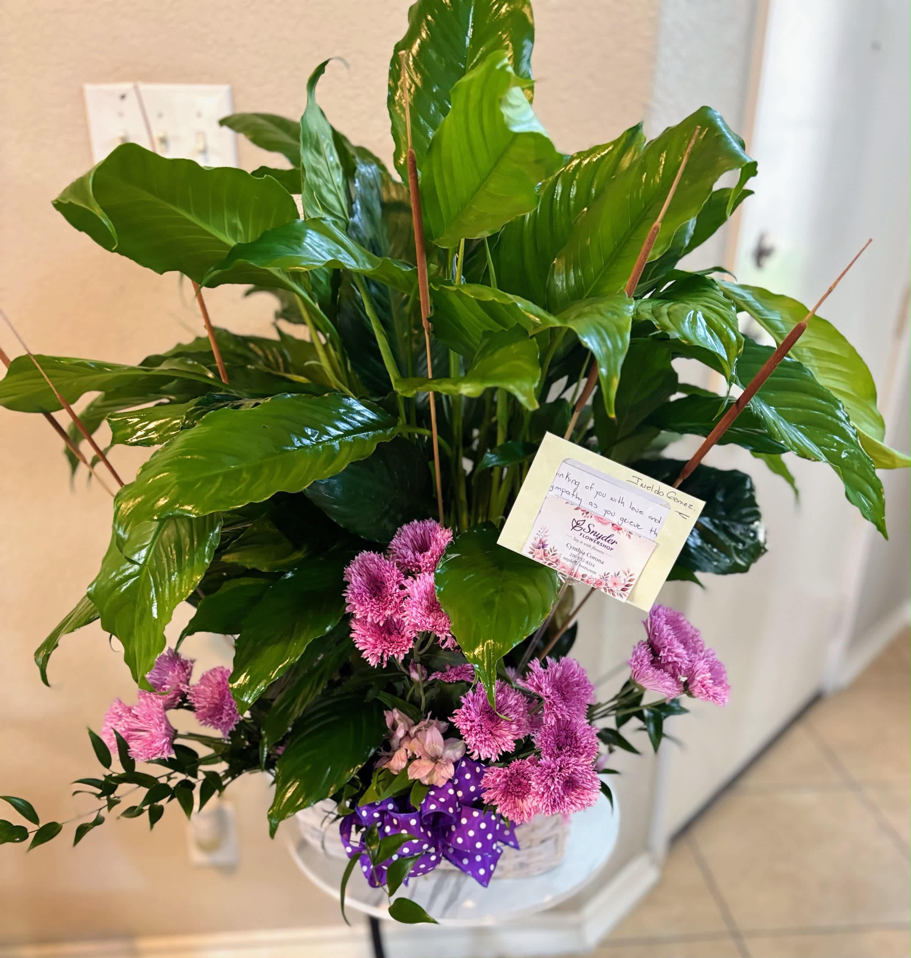 Potted peace lily with pink flowers and a purple ribbon