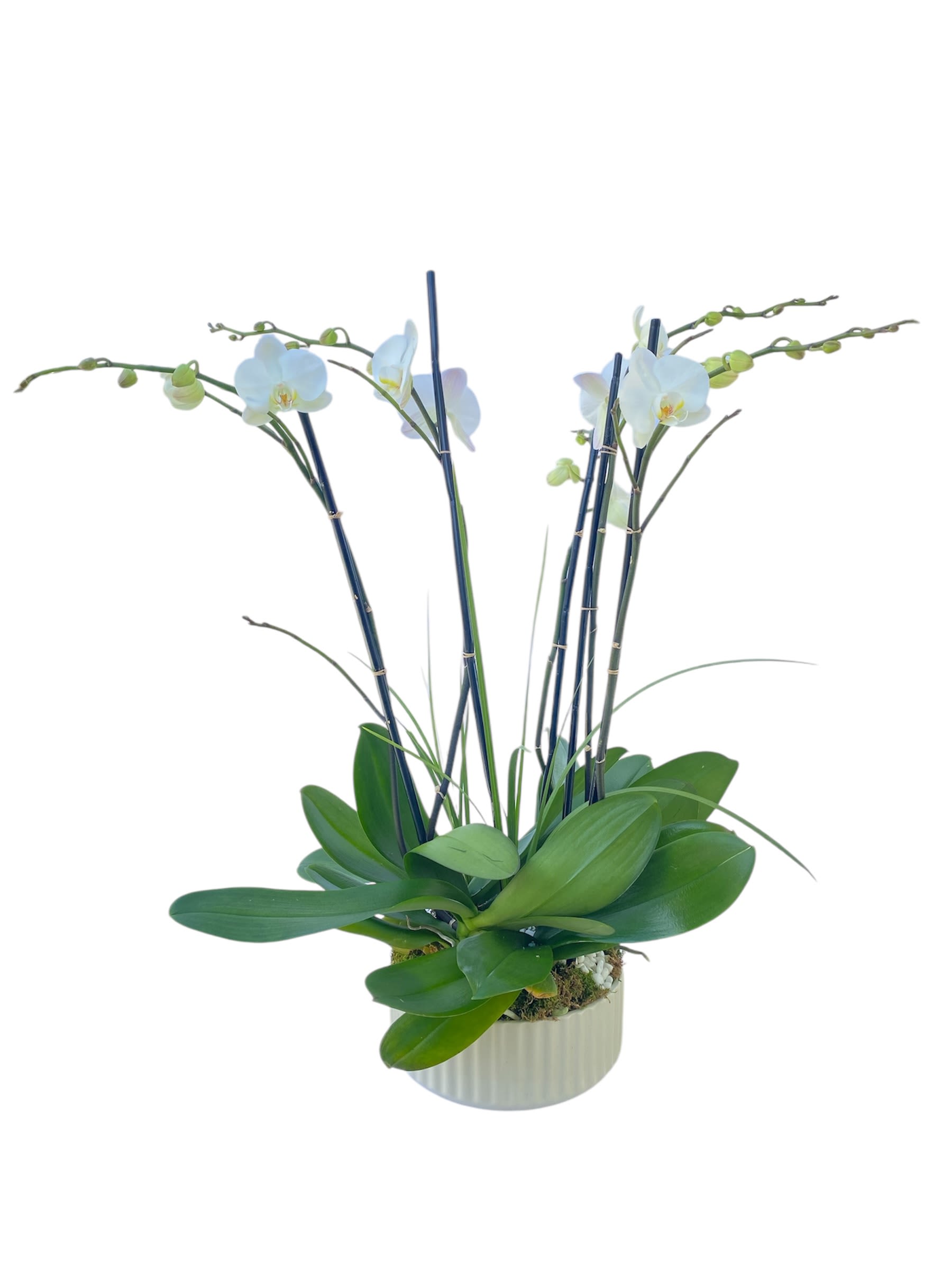 Potted orchid arrangement with pale blue blooms and broad green leaves