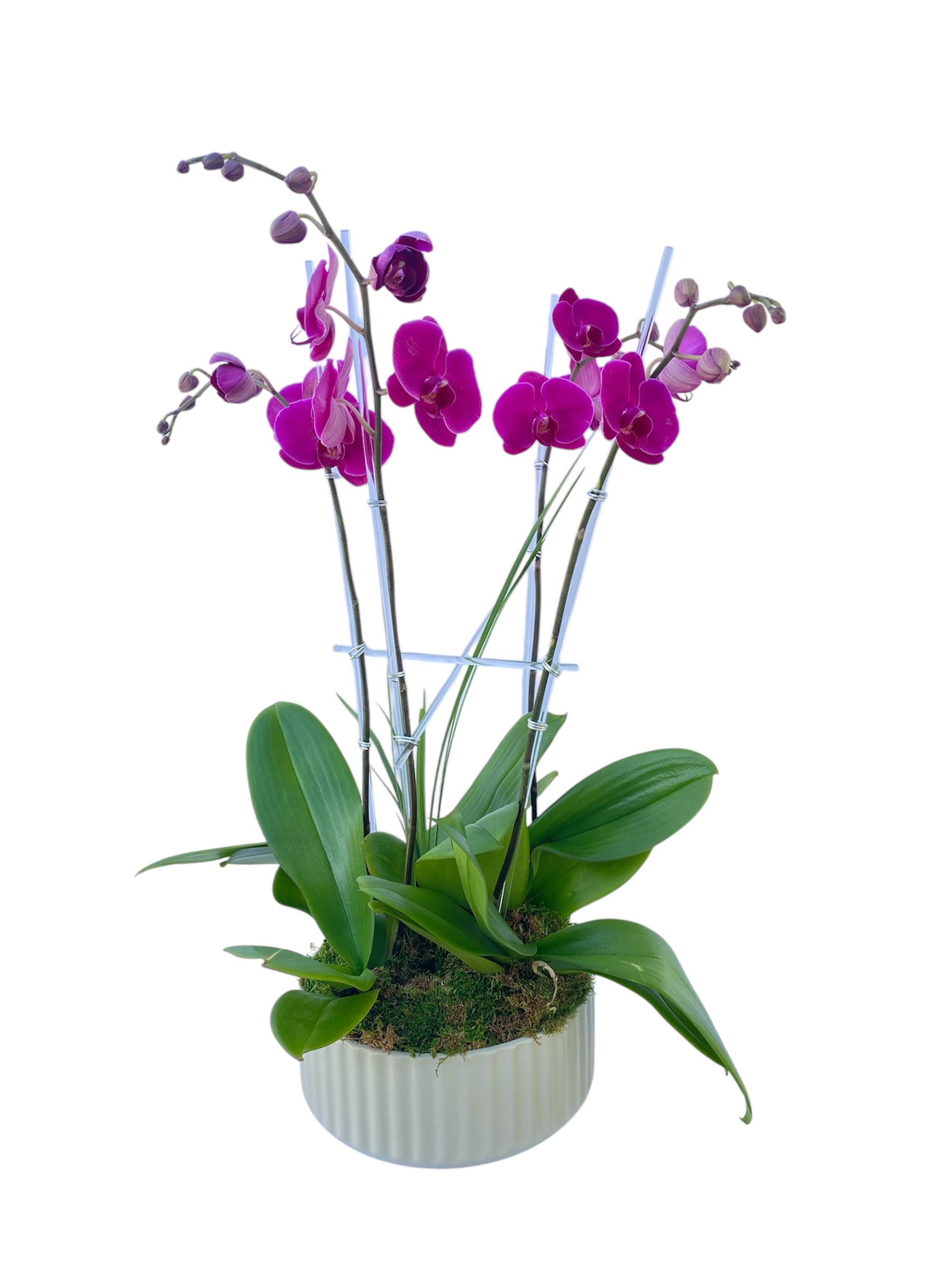 Potted magenta orchids with broad green leaves in a white ceramic planter