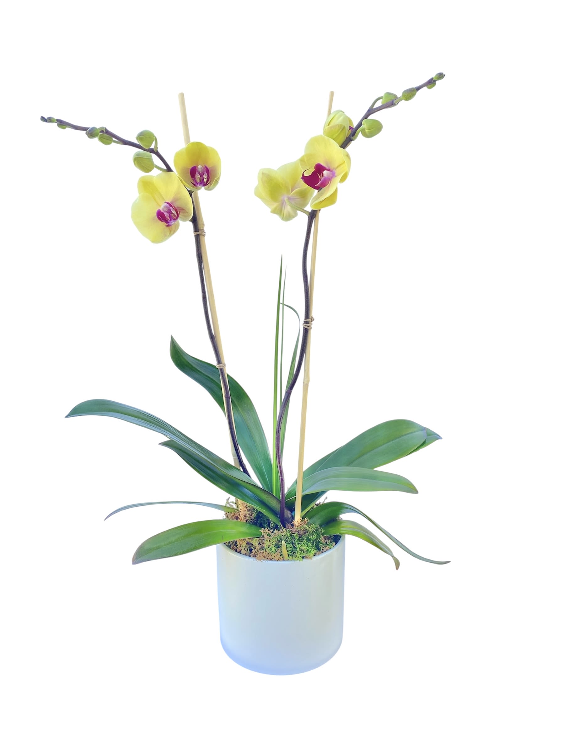 Potted yellow orchids in a white container