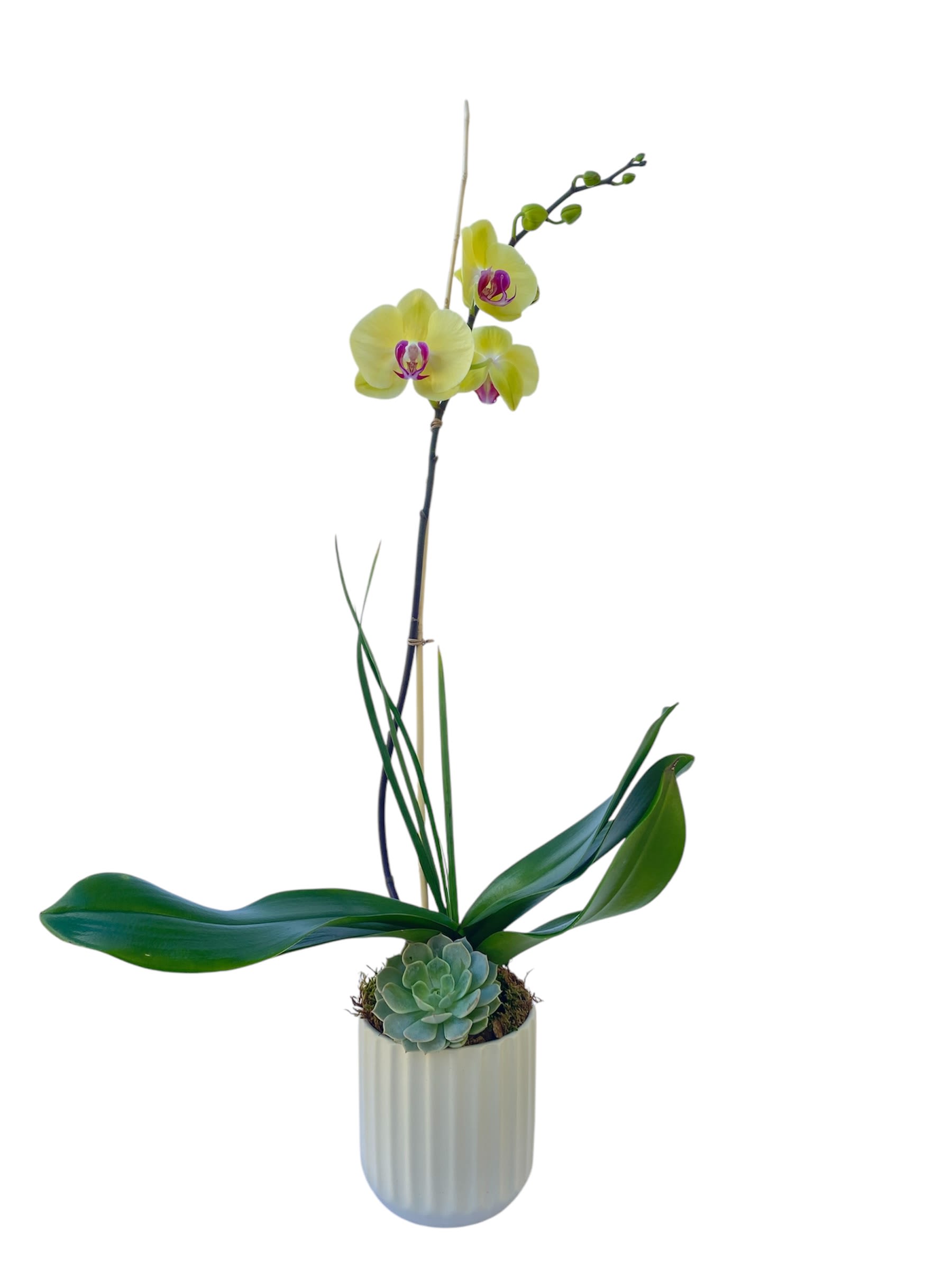 Potted orchid with a succulent in a white ceramic planter