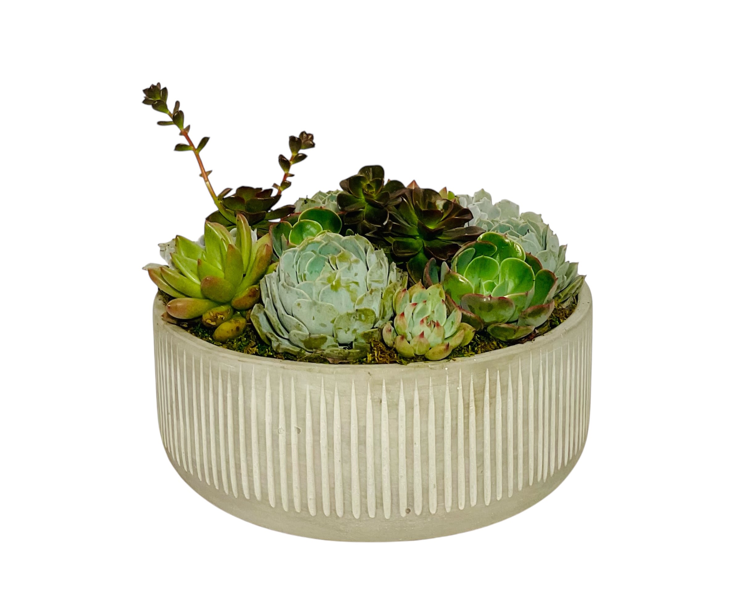 Succulent arrangement in a ribbed round planter