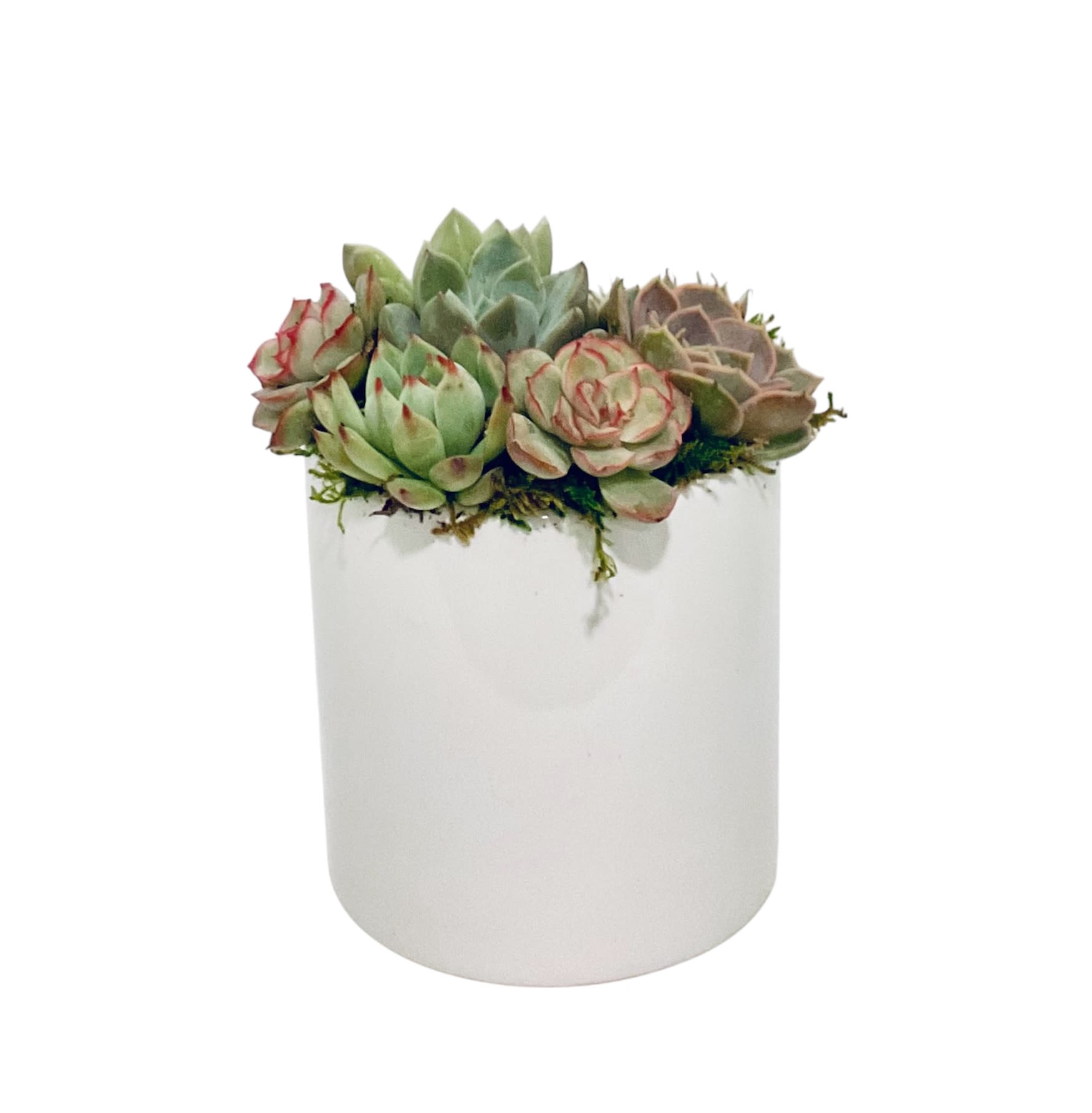 Succulent arrangement in a white cylindrical pot