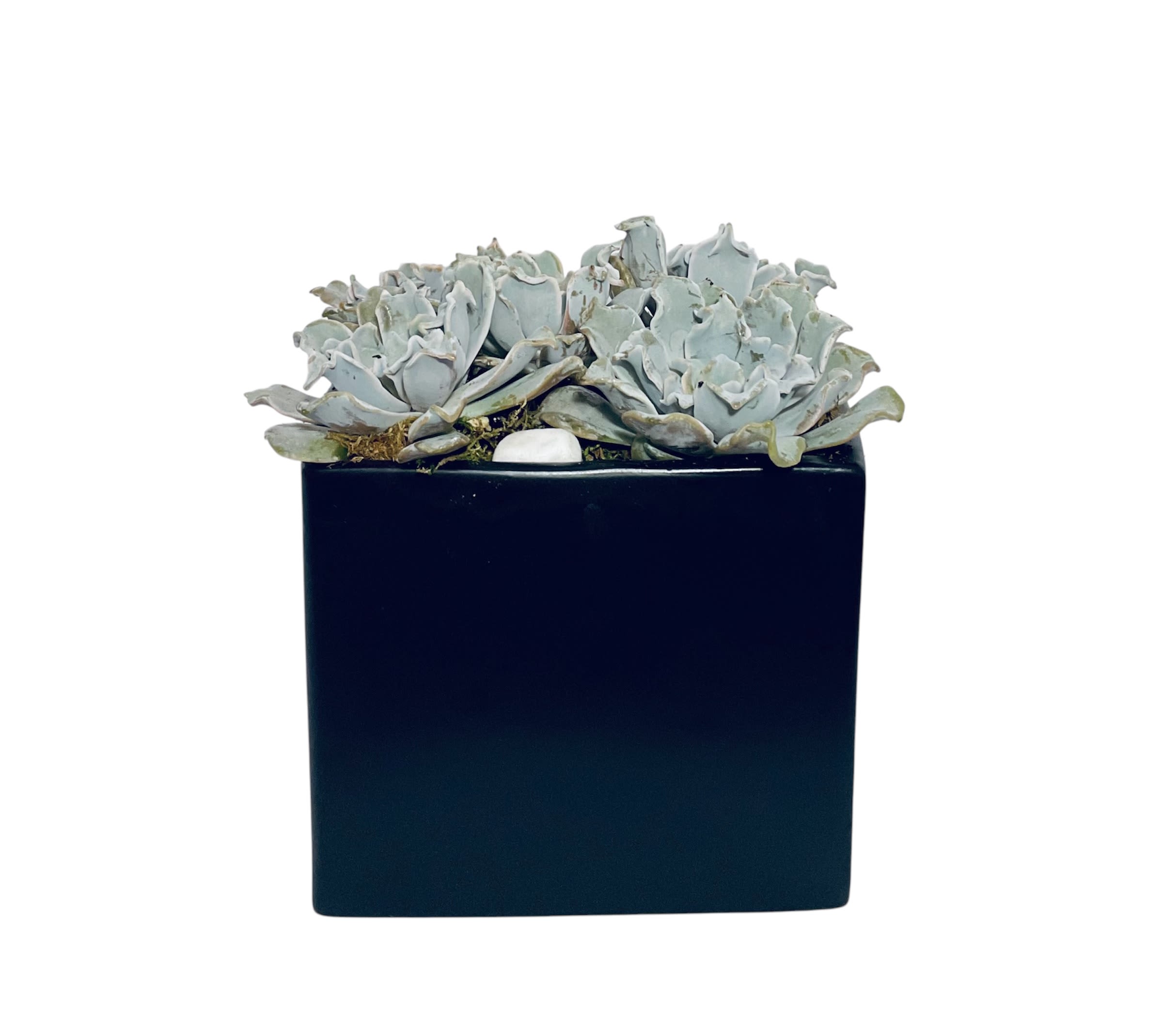 Succulent arrangement in a black square planter