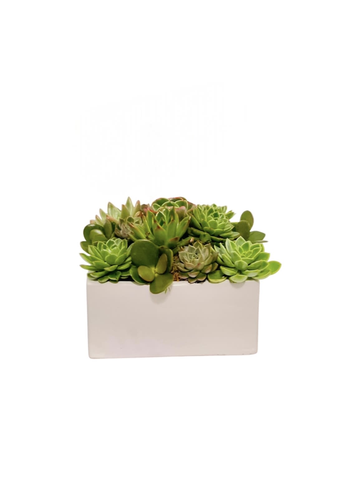 Succulent arrangement in a white rectangular planter