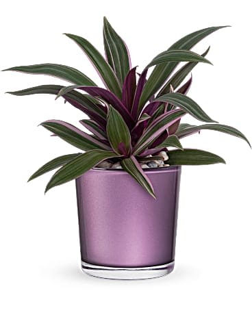 Potted plant with long green and purple striped leaves in a purple glass container