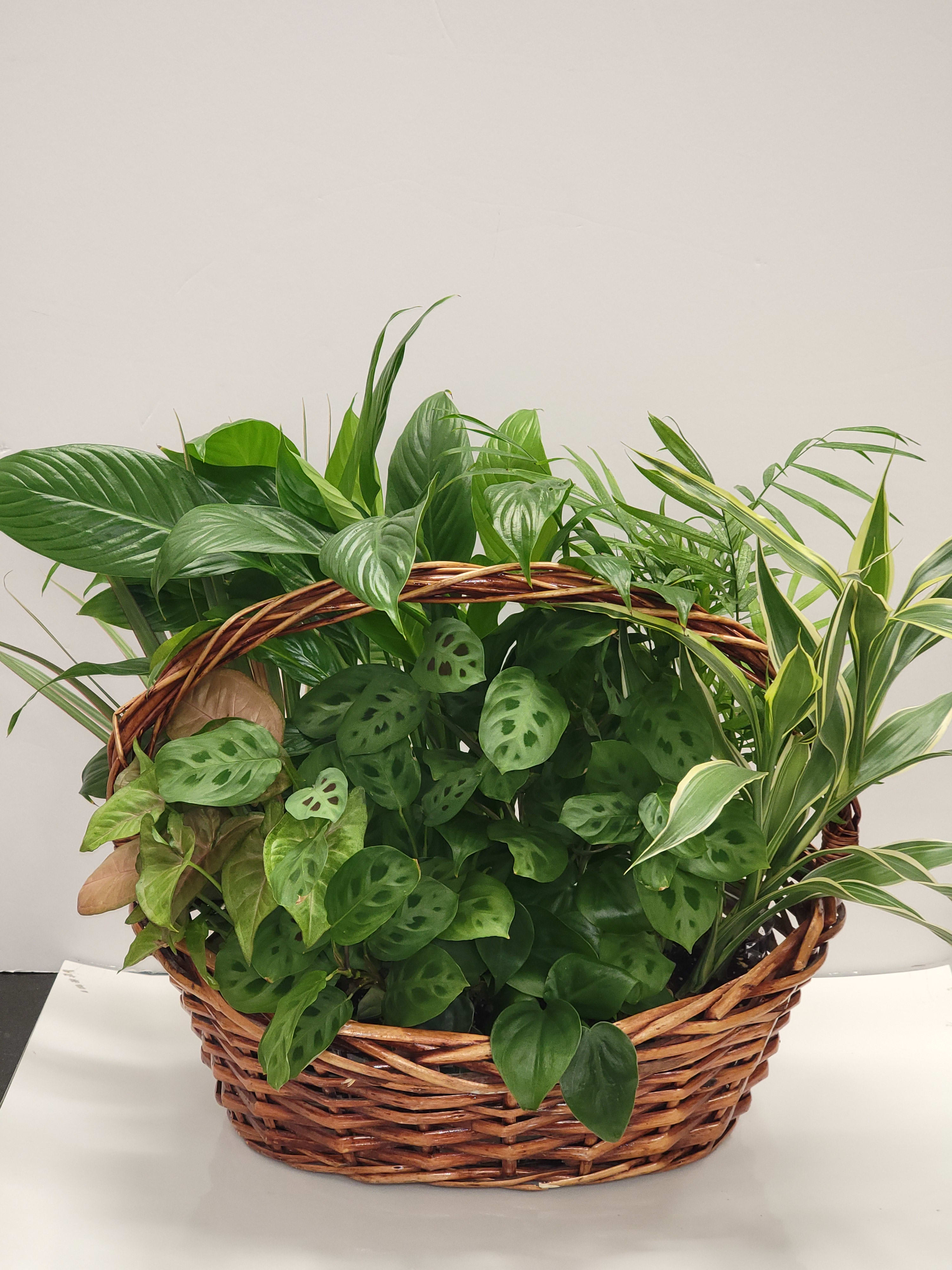 Dish garden  - Dish garden is a nice combination of 5 small plants in a 8" basket ( plants may be different from the picture depending on season)