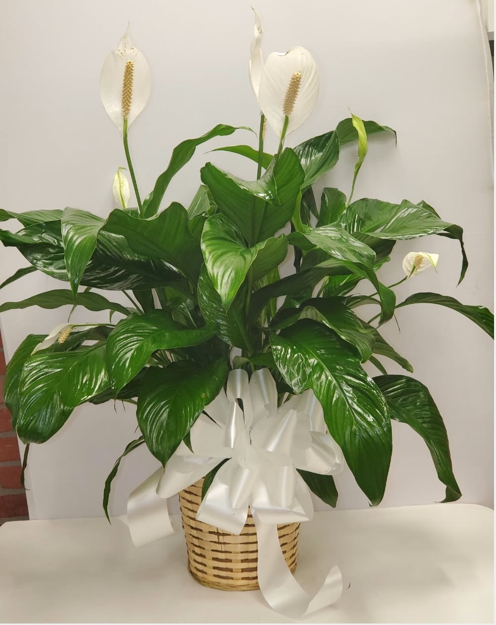 Spathiphyllum plant - Spathiphyllum plant is a nice plant for sympathy, new house or new business.