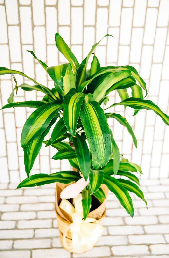 Potted green plant with striped leaves in a wrapped container