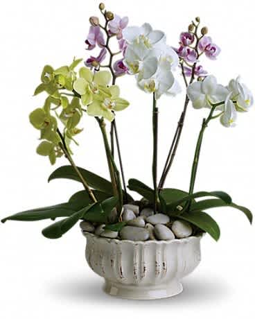 Potted orchids in a white ceramic planter with decorative stones