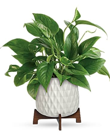 Potted green houseplant in a white textured planter on a wooden stand