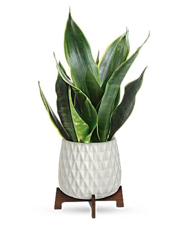 Potted snake plant in a white textured planter on a wooden stand
