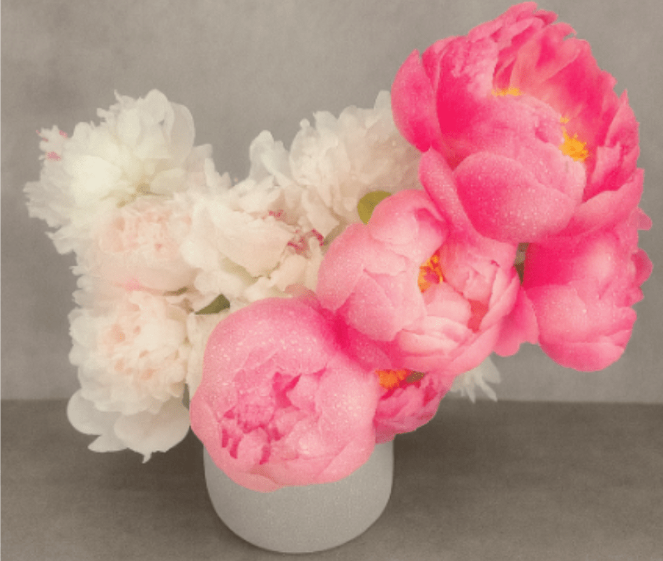 Pink and white peonies arranged in a small white vase