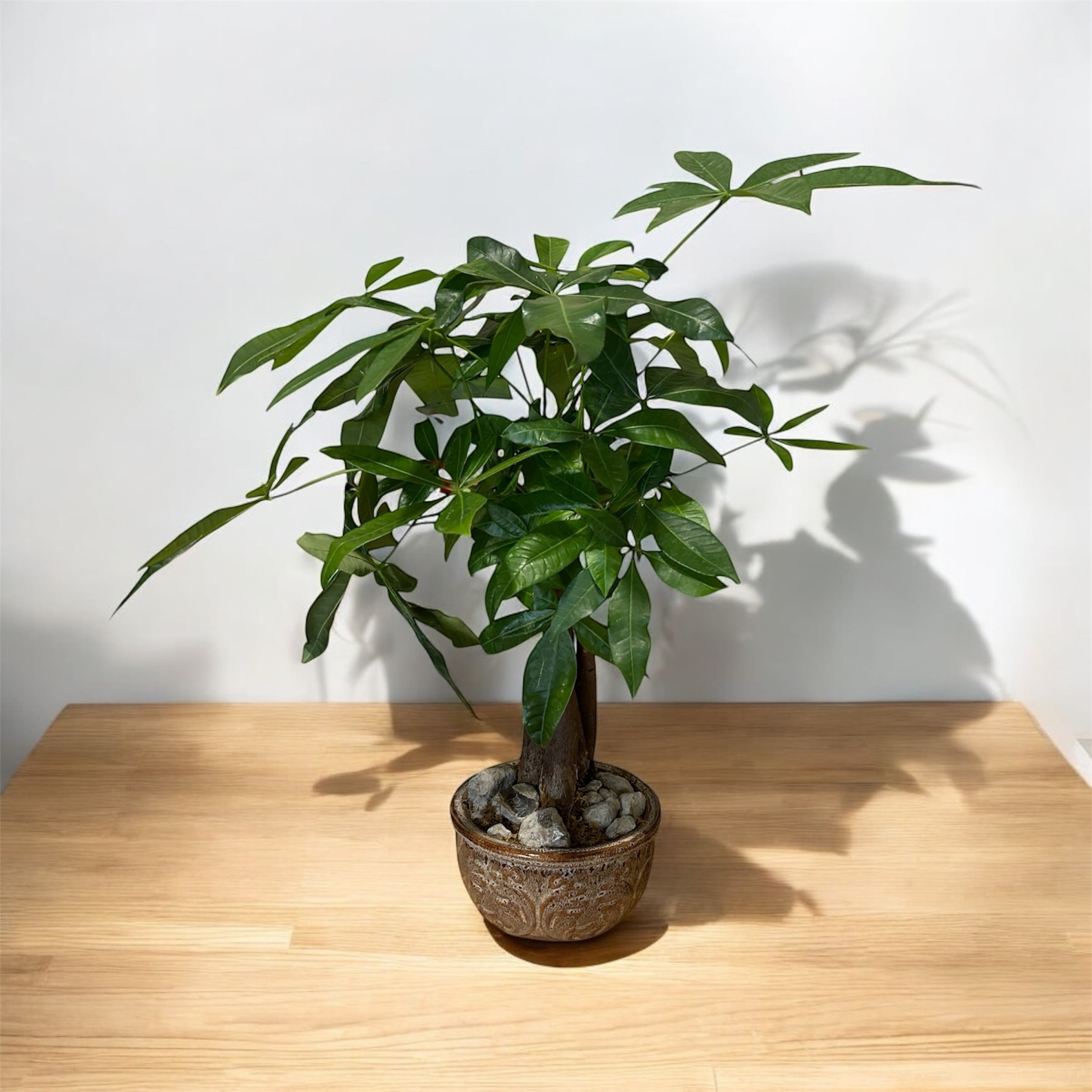 Potted green houseplant with glossy leaves in a decorative ceramic pot