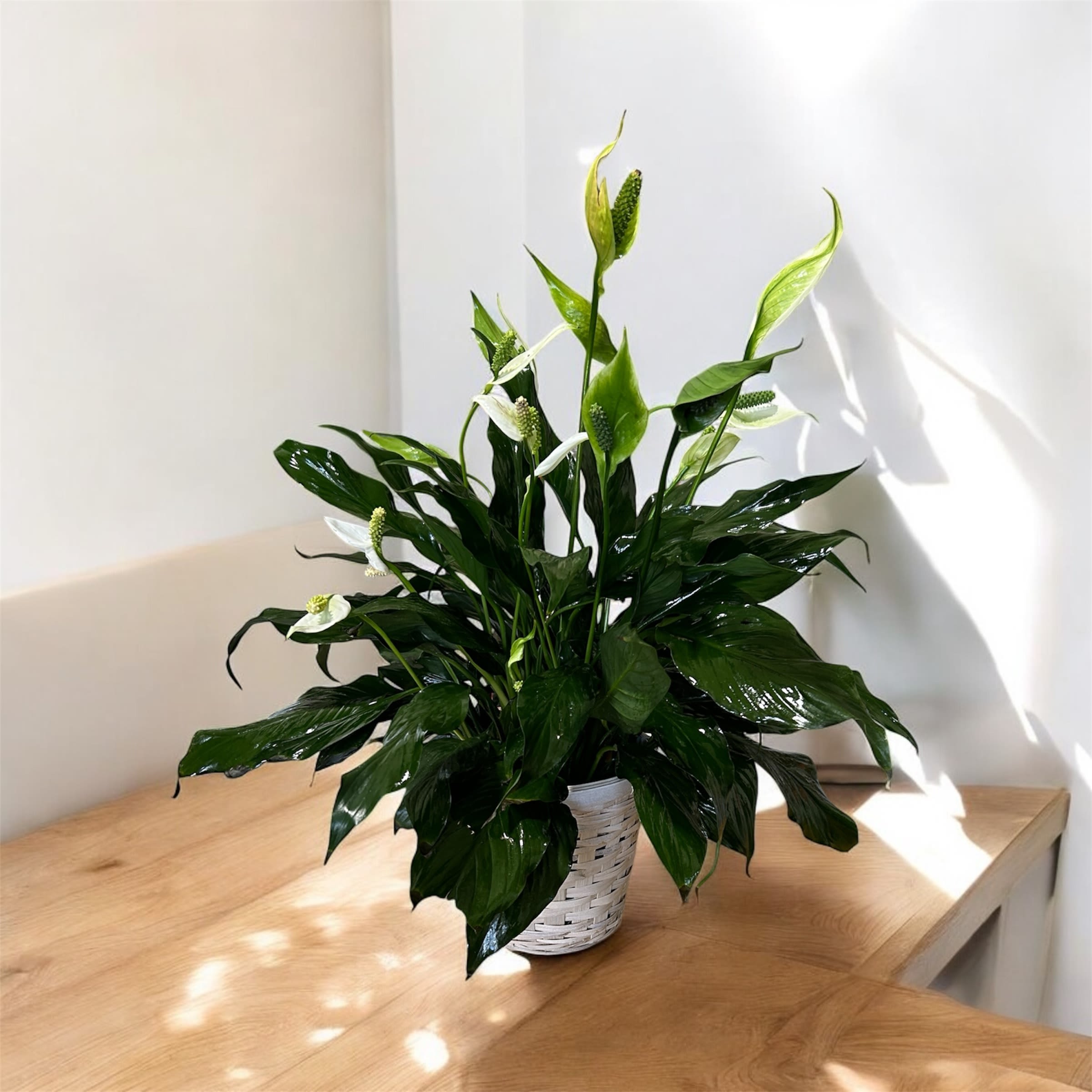 White flowers in a white woven basket with glossy green leaves