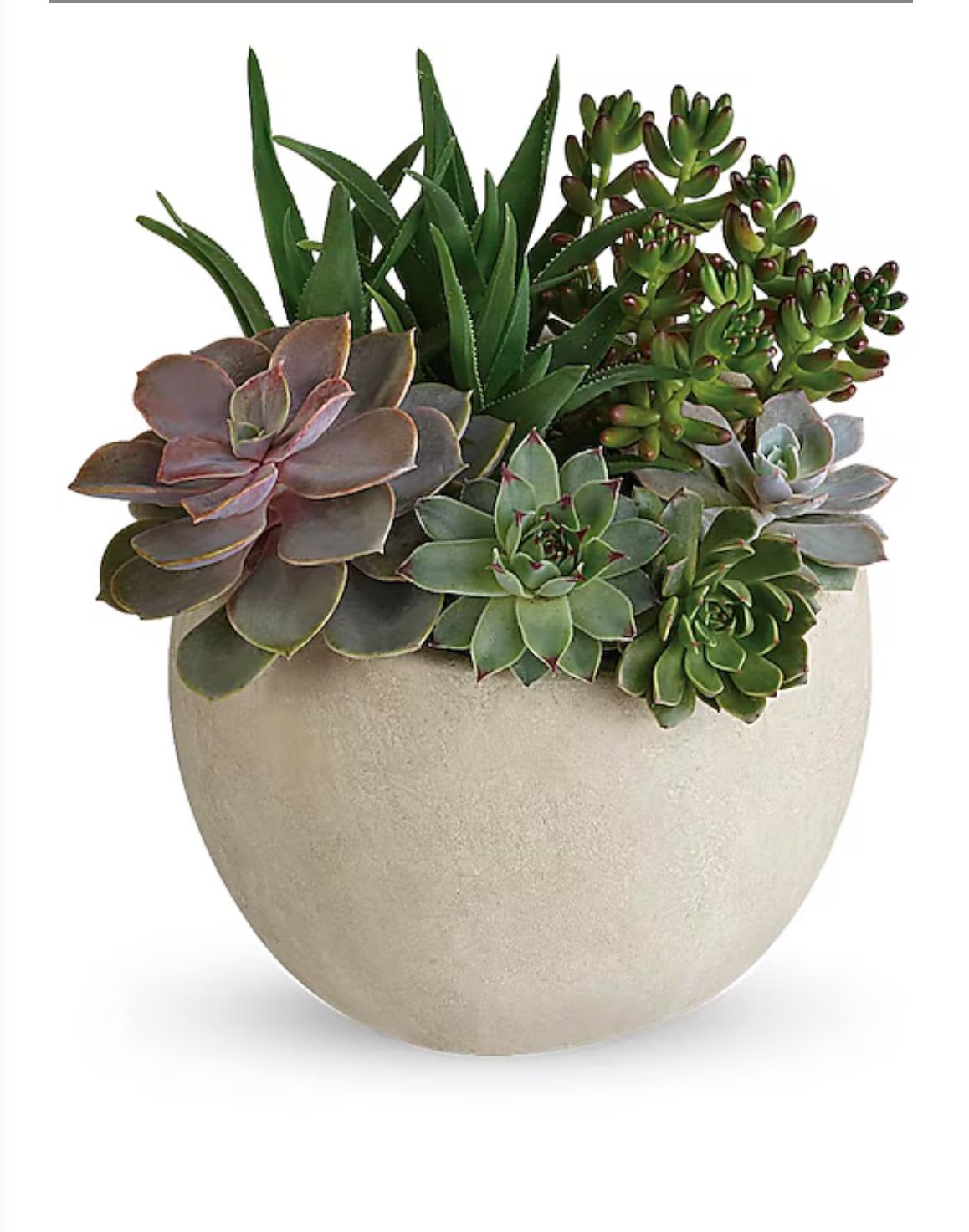 Succulent arrangement in a round beige pot