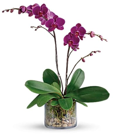 Purple orchid plant in a glass vase with stones