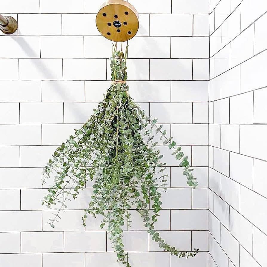 Hanging bundle of trailing eucalyptus against white tile