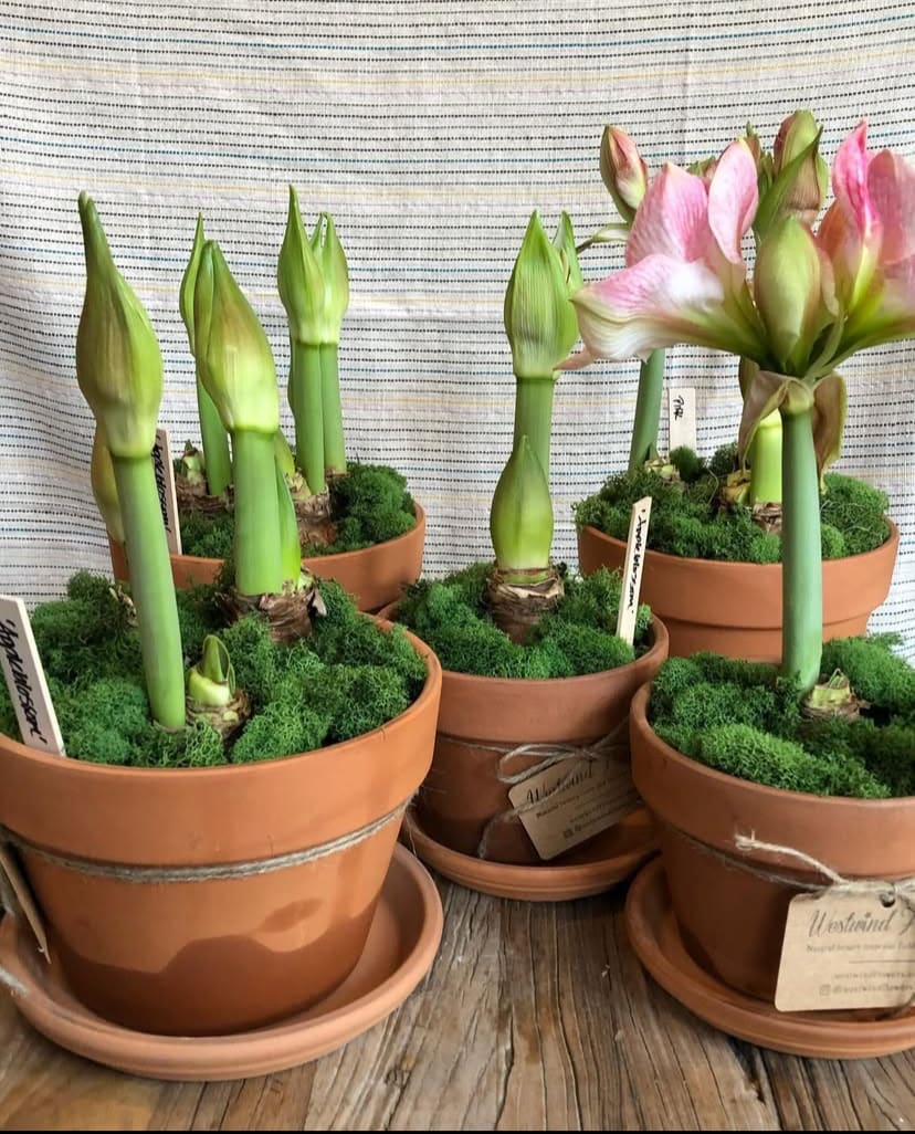 Potted amaryllis bulbs with pink blooms and green buds in terracotta pots