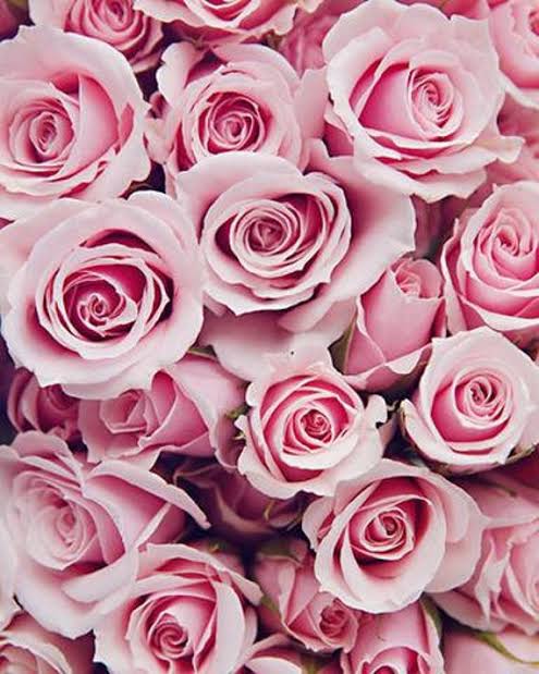 Kamille - A stunning long stemmed dozen of pink roses, wrapped with pink, in tribute to a loving spirit.  A portion of each boquet sold, will go to Breast Cancer Reserch. 