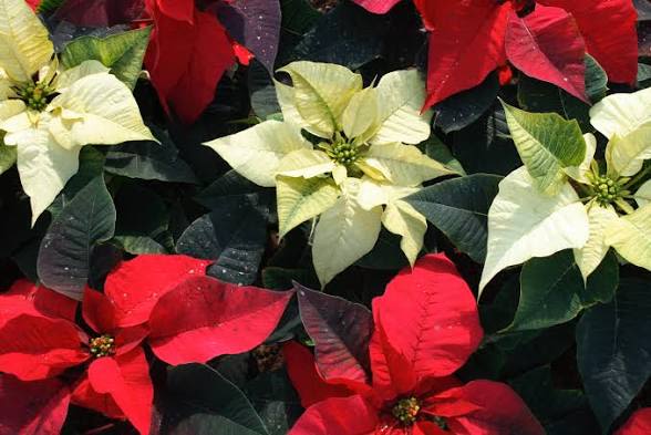 Poinsettia - Decorate any hearth for the holidays!  Your choice of white or red, with Holiday bow.  ALL POINSETTIAS ARE NEXT DAY DELIVERY AND RECIPIANT MUST BE HOME