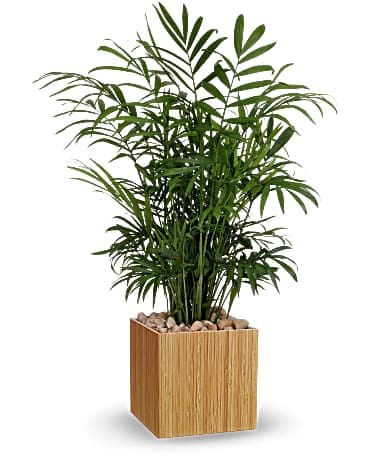 Teleflora's Peaceful Palm - With its feathery leaves and gorgeous green hue, this lush parlor palm looks perfect in this sleek, eco-friendly bamboo cube. This growing gift features a living parlor palm surrounded by gravel. Delivered in a Small Bamboo Cube.