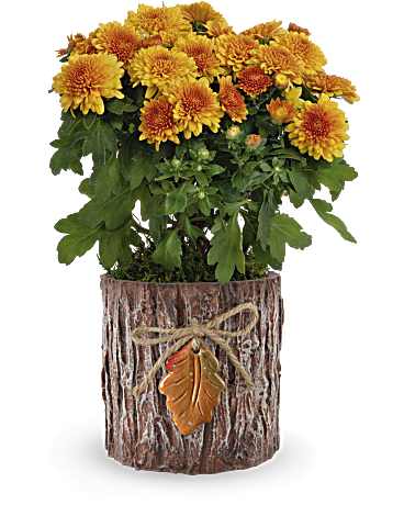 Teleflora's Autumn Harmony Chrysanthemum - Extend the beauty of fall with this stunning yellow cushion chrysanthemum plant, potted in a vase inspired by tree bark and adorned with a ceramic autumn leaf charm. The Autumn Harmony Chrysanthemum Plant features a potted yellow cushion chrysanthemum and is delivered in the Enchanted Forest Cylinder, accompanied by Spanish moss for added charm.