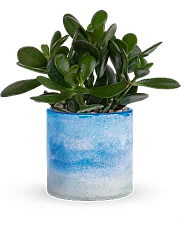 Teleflora's Sky Glass Jade Plant - A gorgeous gift every day of the week, this beautiful jade plant and frosted, hand-blown, art glass vase brings serenity and style to any occasion. This gift includes a jade plant arranged with white pebbles. Delivered in Teleflora's Blue Skies Color Frost Art cylinder.