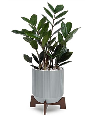 Teleflora's Mid-Mod Classic - Make their day with Teleflora's Mid-Mod Classic featuring a beautiful zanzibar gem plant presented in a sleek ceramic planter with sculptural wooden base. This gorgeous gift features a potted zanzibar gem plant surrounded by decorative gravel. Delivered in a Classic Contemporary planter.