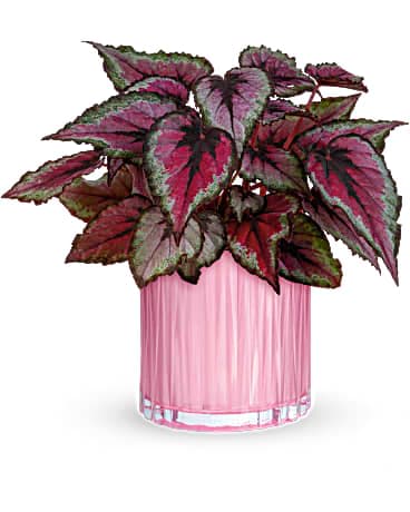 Teleflora's Sparkling Begonia - A gorgeous living gift that will brighten their mood for many days to come, this pretty potted pink begonia plant gets the glam treatment in a pearlescent pink glass vase with chic sculpted details. This lovely houseplant gift features a potted pink begonia plant. Delivered in a Rosy Pink vase.