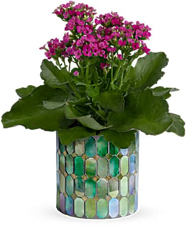 Teleflora's Memorable Mosaic Plant - Inspired by stained glass windows, this enchanting keepsake vase shimmers with iridescent color--the perfect compliment to a cheerful, hot pink kalanchoe plant! This gift features a pink klanchoe plant. Delivered in Teleflora's Marvelous Mosaic cylinder.