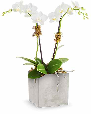 Teleflora's Orchid Artistry - Brighten their day with the Orchid Artistry, showcasing a stunning orchid plant elegantly presented in the sleek concrete-inspired Modern Paradise vase. The Orchid Artistry features a delicate miniature Phalaenopsis orchid, elegantly presented in the sleek concrete-inspired Modern Paradise vase. A timeless and sophisticated gift, it brings natural beauty and modern charm to any space.