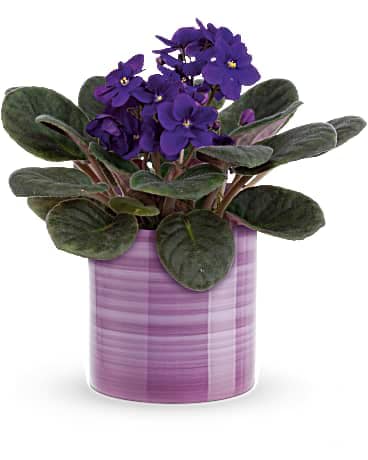 Teleflora's Splendid Violets - With its velvety leaves, delicate purple flowers and hand-painted ceramic vase, this charming African violet plant is a lovely living gift on Mother's Day and beyond! This living gift features a potted purple African violet. Delivered in a Serene Swirl vase.